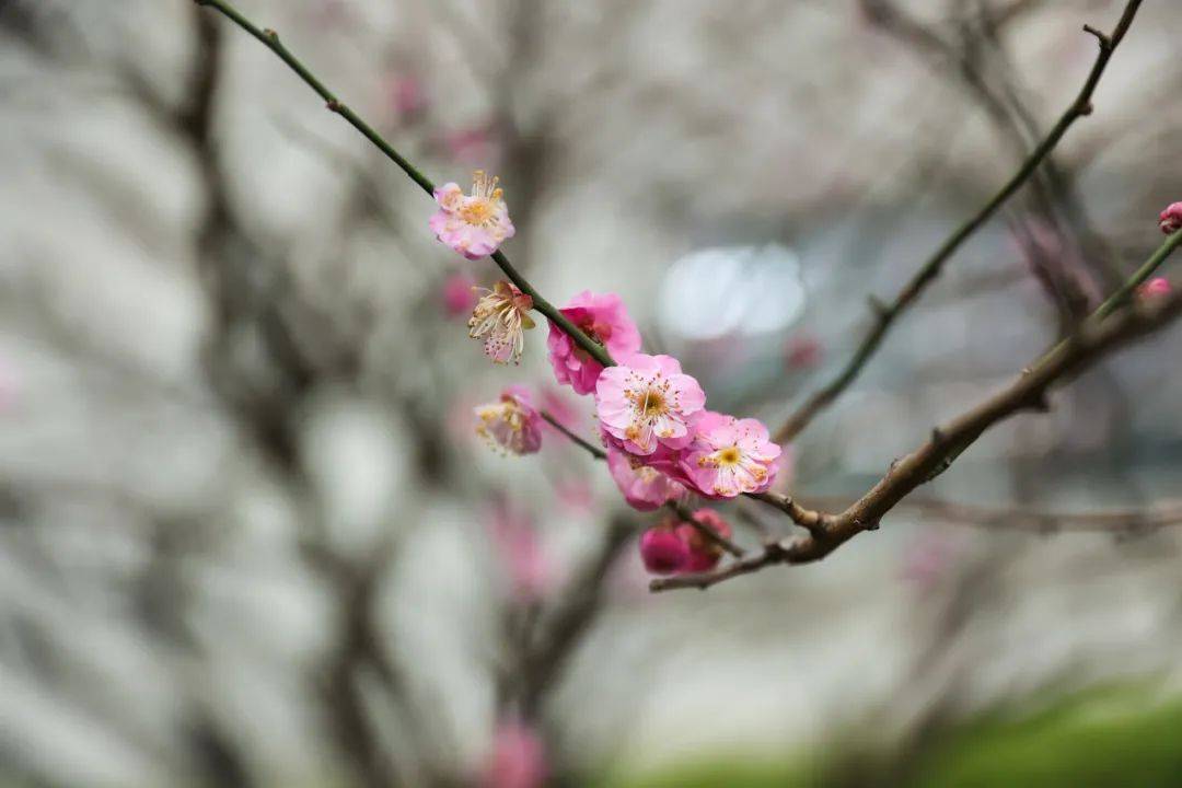 开学季｜重逢在西交利物浦大学附属学校早春的校园